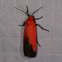Ptychoglene coccinea