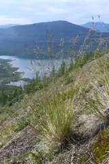 Festuca richardsonii