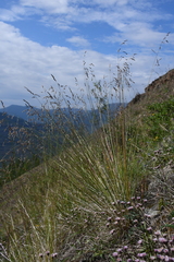 Festuca richardsonii