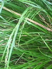 Poa anceps anceps
