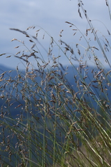 Festuca richardsonii