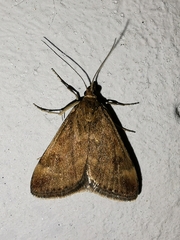 Pyrausta despicata