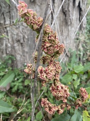 Rumex sagittatus