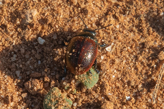 Chrysolina diluta