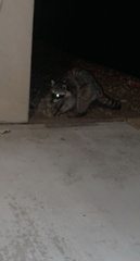 Procyon lotor