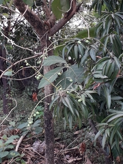 Mangifera indica