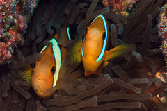Amphiprion tricinctus