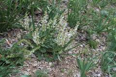 Salvia verbascifolia
