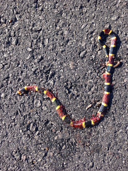 Texas Coral Snake (Venomous And Non-venomous Snakes Of Louisiana ...