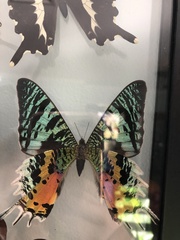 Chrysiridia rhipheus