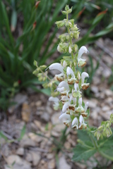 Salvia verbascifolia