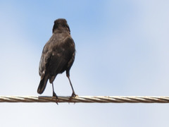 Myrmecocichla aethiops