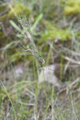 Poa alpigena