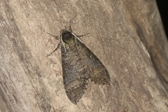 Manduca occulta