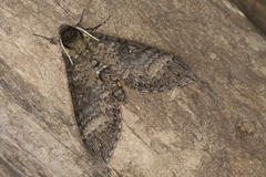 Manduca occulta