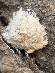 Fuligo septica candida