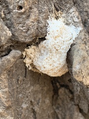 Fuligo septica candida