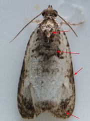 Olethreutes malana