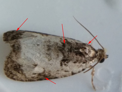 Olethreutes malana