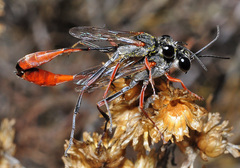 Ammophila laevicollis