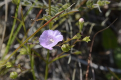 Agalinis aspera