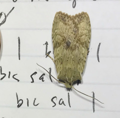 Lithophane bethunei