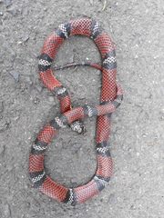 Erythrolamprus bizona