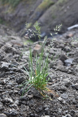 Poa alpina vivipara