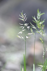 Poa alpina vivipara