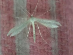 Hellinsia homodactylus