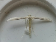 Hellinsia homodactylus