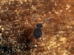Sminthurinus