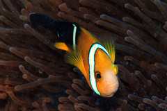 Amphiprion tricinctus