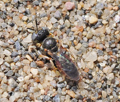 Oxybelomorpha steckii