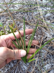 Liatris quadriflora