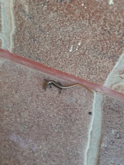 Ablepharus kitaibelii