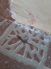 Ablepharus kitaibelii