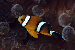 Amphiprion tricinctus