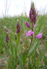 Polygala major
