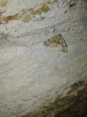 Nebula ibericata