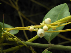 Cuscuta reflexa