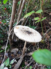 Macrolepiota konradii