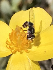 Pseudoscaeva diversifasciata