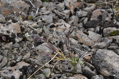 Poa arctica