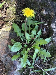 Taraxacum