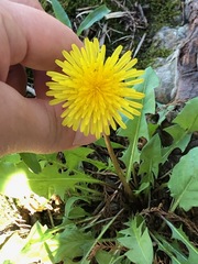 Taraxacum