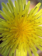 Taraxacum