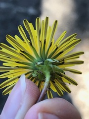 Taraxacum