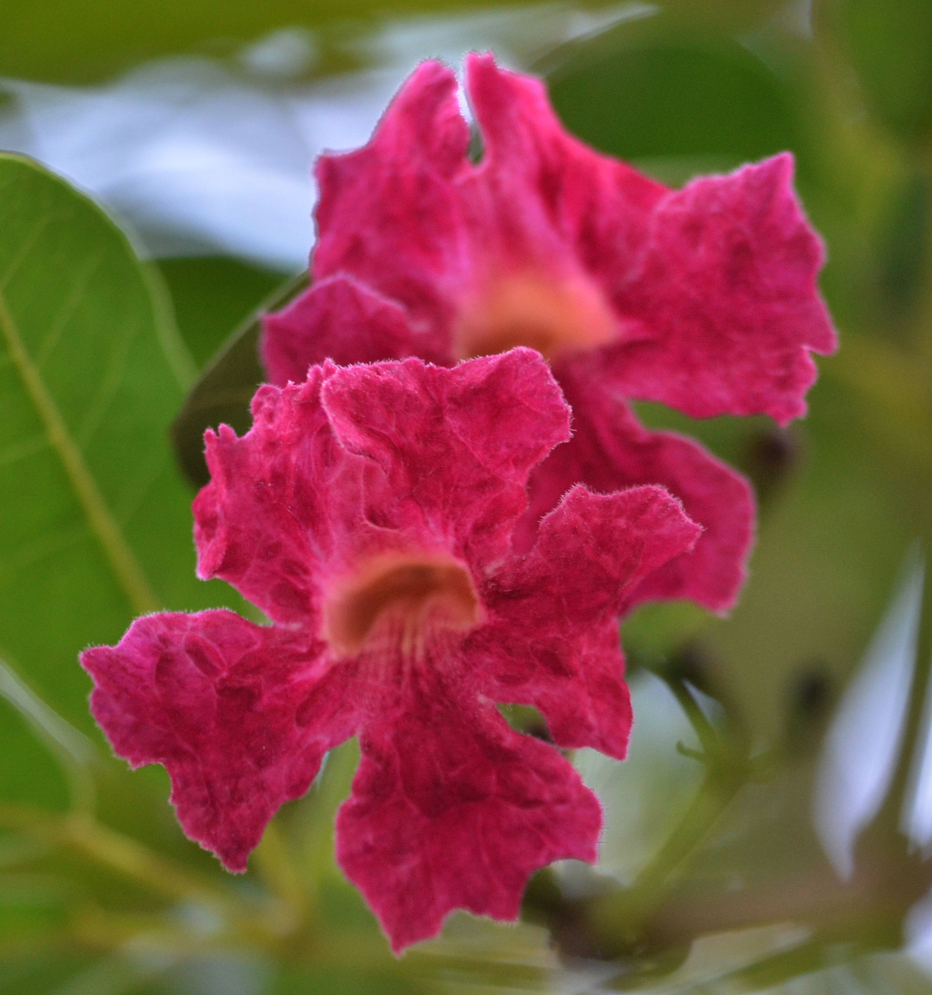 Tabebuia haemantha