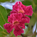 Tabebuia haemantha - Photo (c) Cerlin Ng，保留部份權利CC BY-NC-ND